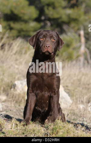Cane Labrador Retriever giovani (cioccolato) seduta Foto Stock