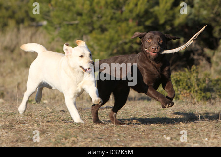 Cane Labrador Retriever due adulti (cioccolato e giallo) in esecuzione in un prato Foto Stock