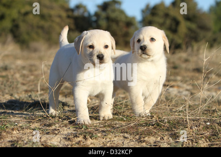 Cane Labrador Retriever due cuccioli (giallo) in piedi in un legno Foto Stock