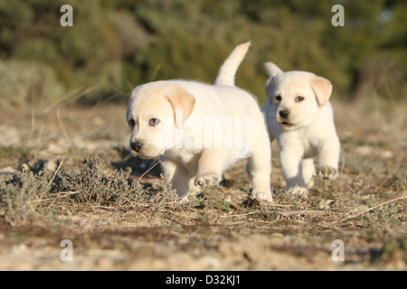 Cane Labrador Retriever due cuccioli (giallo) in esecuzione in un legno Foto Stock