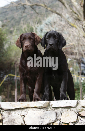 Cane Labrador Retriever cuccioli di due colori diversi (cioccolato e nero) seduto su una parete Foto Stock