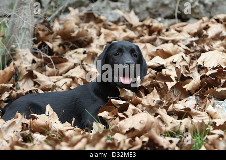 Cane Labrador Retriever cucciolo (nero) giacenti in caduta foglie Foto Stock