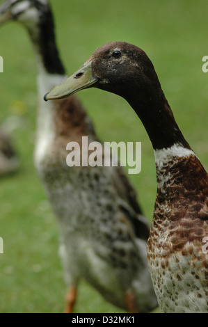 Indian Runner Drake Foto Stock