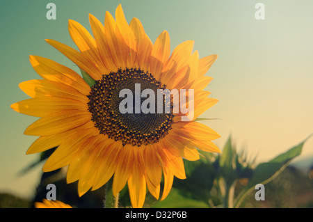 Girasole Foto Stock