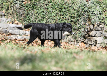 Cane Labrador Retriever / adulti (nero), il recupero di un fantoccio Foto Stock
