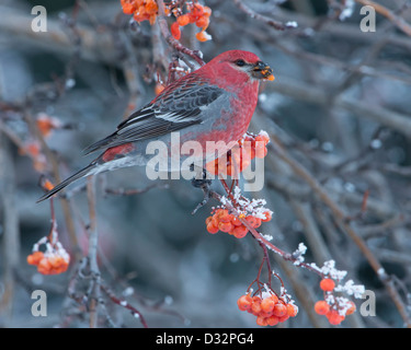 Pine Grosbeak (Pinicola enucleator) in una struttura ad albero di montagna, Missoula, Montana Foto Stock