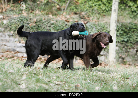 Cane Labrador Retriever due adulti (nero e cioccolato) recuperare un manichino Foto Stock