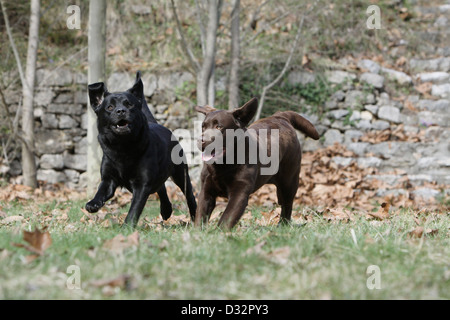 Cane Labrador Retriever due adulti (nero e cioccolato) in esecuzione in un prato Foto Stock