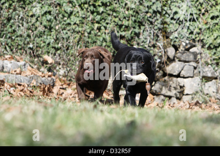 Cane Labrador Retriever due adulti (nero e cioccolato) recuperare un manichino Foto Stock