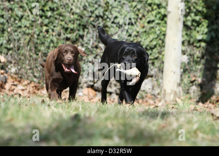 Cane Labrador Retriever due adulti (nero e cioccolato) recuperare un manichino Foto Stock