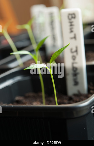 Chili Pepper Plant piantine che crescono in un propagatore. Regno Unito, 2013. Foto Stock