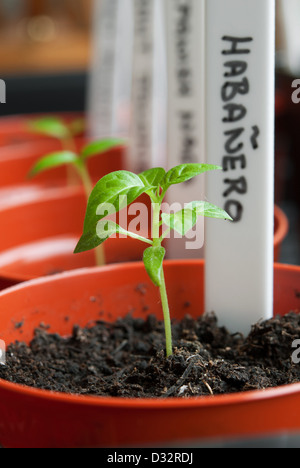 Chili Pepper Plant piantine che crescono in un propagatore. Regno Unito, 2013. Foto Stock