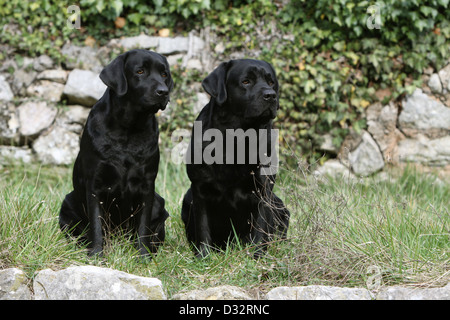 Cane Labrador Retriever due adulti (nero) seduto in un prato Foto Stock
