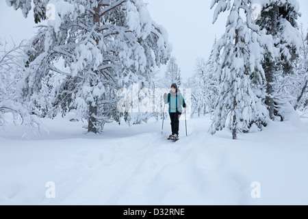 Trekker con le racchette da neve nel Pallas-Yllästunturin kansallispuisto Parco Nazionale vicino a Yllas Lapponia Finlandia Foto Stock