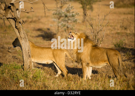 Coniugata coppia di leoni (Panthero leo), il Masai Mara riserva nazionale, Kenya Foto Stock