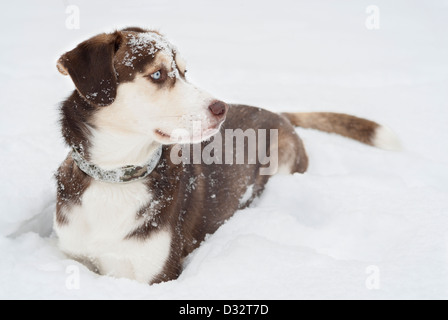 Cani Husky in posa nella neve. Focus su gli occhi blu. Foto Stock