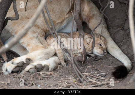 Lion in un den con piccole Cubs Panthero (LEO), il Masai Mara riserva nazionale, Kenya Foto Stock