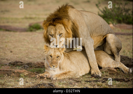 I Lions di accoppiamento Panthero (LEO), il Masai Mara riserva nazionale, Kenya Foto Stock