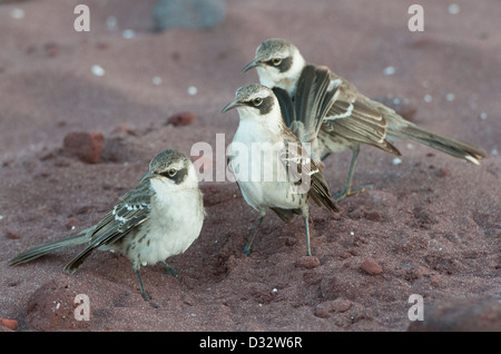 Galápagos Mockingbird (Mimus parvulus) Coppia di difendere il territorio, isola Rabida, Galapagos Foto Stock