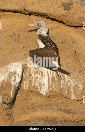 Blu-footed Booby (Sula nebouxii) sono ' appollaiati sulla sporgenza stretta, Isabela Island, Galapagos Foto Stock