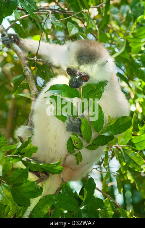 Silky Sifaka (Propithecus candidus) in via di estinzione, Marojejy National Park, Madagascar - alimentazione su foglie Foto Stock