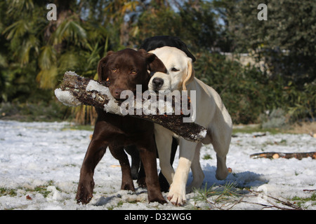 Cane Labrador Retriever due adulti (cioccolato e giallo) giocando con un bastone Foto Stock