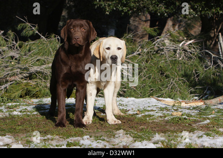 DDog Labrador Retriever due adulti (giallo e cioccolato) in piedi in un giardino Foto Stock