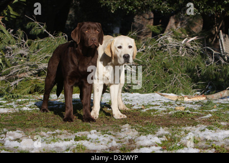 DDog Labrador Retriever due adulti (giallo e cioccolato) in piedi in un giardino Foto Stock