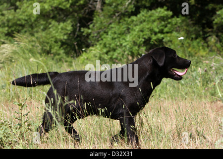Cane Labrador Retriever / adulti camminare in un prato Foto Stock