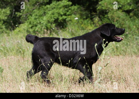 Cane Labrador Retriever / adulti camminare in un prato Foto Stock
