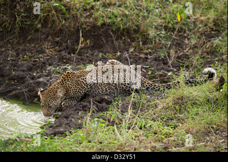 Leopard (Panthera pardus), il Masai Mara riserva nazionale, Kenya Foto Stock