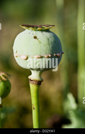 Il lattice è fuoriuscito da un papavero, Papaver somniferum. Quando essiccato può essere raccolto e affumicati come oppio. Foto Stock