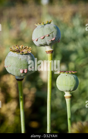 Lattice trasuda dai papaveri, Papaver somniferum. Quando essiccato può essere raccolto e affumicati come oppio. Foto Stock