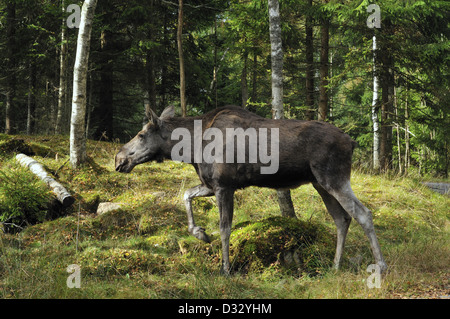 Cow Elk (Alces alces) in esecuzione fron il toro con accoppiamento di stagione Foto Stock