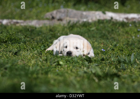 Cane Labrador Retriever cucciolo (giallo) giacenti in erba Foto Stock