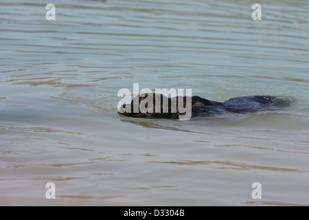 Cane Labrador retriever adulti (nero) nuotare in un lago Foto Stock