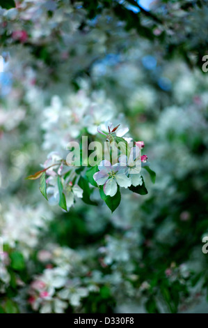 Close-up di fiori Foto Stock