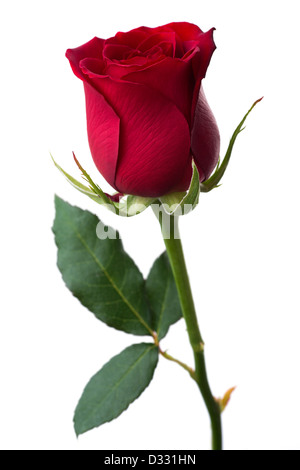 Fiori: single red rose, isolato su sfondo bianco Foto Stock