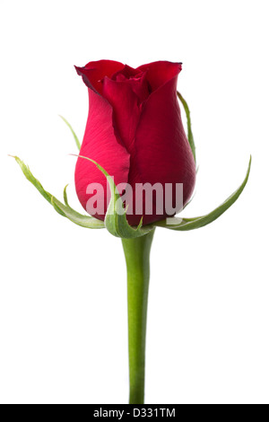 Fiori: single red rose, isolato su sfondo bianco Foto Stock
