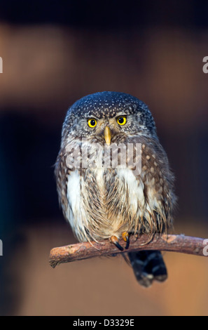 Il gufo pigmeo / Glaucidium passerinum Foto Stock