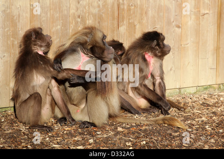 Un gruppo di babbuino Gelada Foto Stock