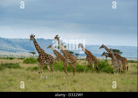 Maasai giraffe (Giraffa camelopardalis tippelskirchi) nella parte anteriore della scarpata Oloololo, il Masai Mara riserva nazionale, Kenya Foto Stock