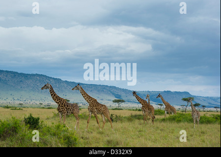 Maasai giraffe (Giraffa camelopardalis tippelskirchi) nella parte anteriore della scarpata Oloololo, il Masai Mara riserva nazionale, Kenya Foto Stock
