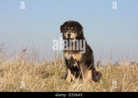 Cane Mastino tibetano / do-khyi / Tibetdogge adulto seduto in un prato Foto Stock