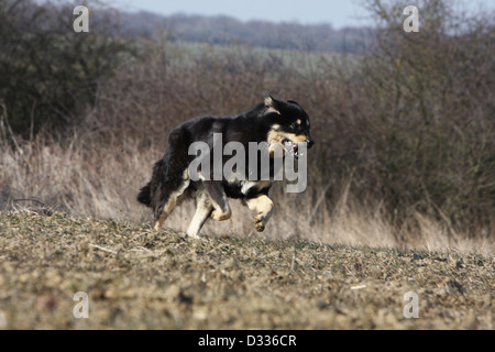 Cane Mastino tibetano / do-khyi / Tibetdogge adulto in esecuzione in un campo Foto Stock