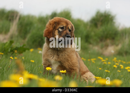 Cane Mastino tibetano / do-khyi / Tibetdogge cucciolo seduto in un prato Foto Stock