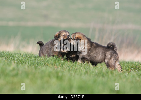 Cane Mastino tibetano / do-khyi / Tibetdogge tre cuccioli giocando in un prato Foto Stock