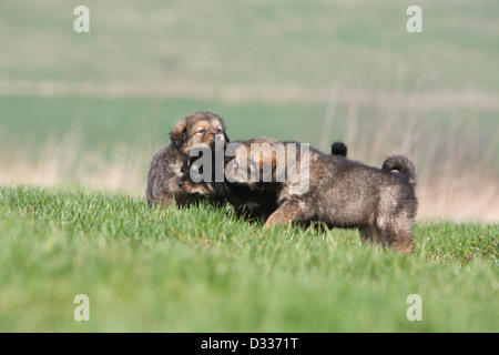 Cane Mastino tibetano / do-khyi / Tibetdogge tre cuccioli giocando in un prato Foto Stock