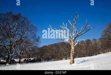 Dead albero bianco scheletro in un campo di neve in inverno. Foto Stock