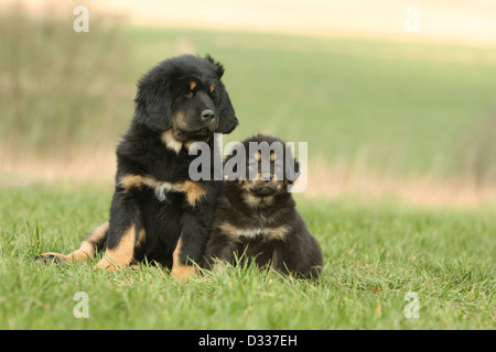 Cane Mastino tibetano / do-khyi / Tibetdogge cuccioli di due diverse dimensioni seduti in un prato Foto Stock